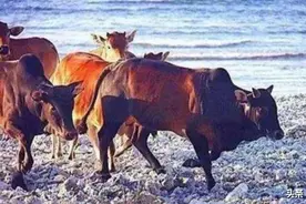 与世隔绝的西沙群岛发现野牛群！牛从哪里来的？萨沙问答第50集图片