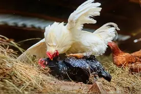 母鸡交配一次下多少受精蛋？合理搭配公鸡，软蛋和双黄蛋咋回事？图片