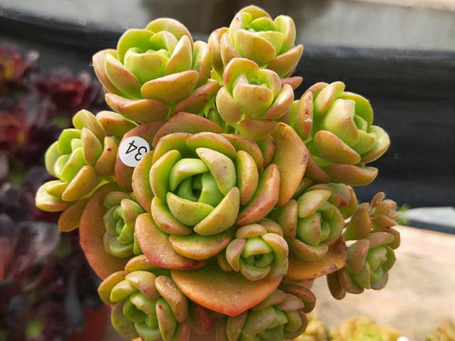 多肉植物塔洛克价格-措必培