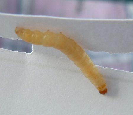 家里的大米为什么老长虫?虫卵到底从哪来的?告诉你怎样去米虫