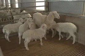 稀罕！华池县一只湖羊产下“七胞胎”图片