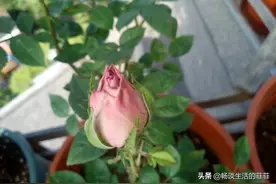 生土与熟土的区别，我觉得作为爱花的你有必要了解一下图片