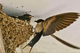 好端端的一个燕子窝，被麻雀抢占了，气愤之余把燕子窝捅了下来图片