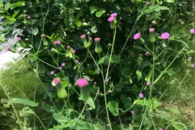 揭秘 | 这家中医院的“后花园”竟长着30多种野生中草药！图片