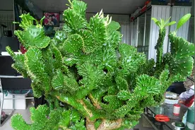 10种有毒的多肉！好养却有毒，大部分人都养过，知道不吃亏图片