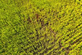 郑州一屋顶上种了2000平方的油菜花，秘诀在哪儿？图片
