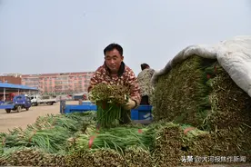 现场直击 ︱孟州万亩韭菜基地供不应求图片