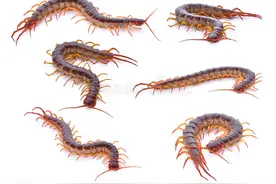 传统“五毒”之蜈蚣图片