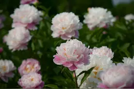院子不大，但要有花，陪我度过春秋冬夏图片