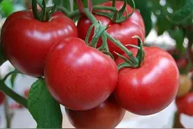 农民种露地秋番茄，整枝打杈有讲究，教你如何正确整枝打杈图片