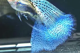 美丽的公主蓝草尾孔雀鱼 繁殖公式图片