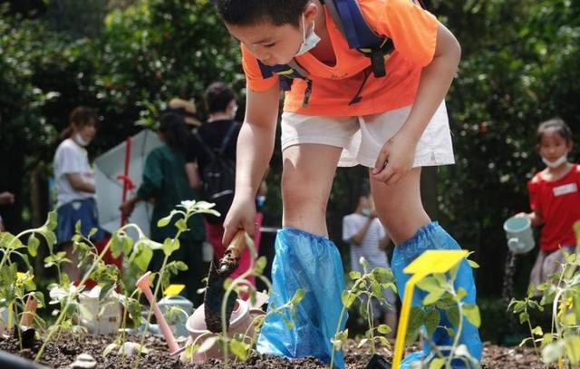 “广州城市小菜园”工程启动啦，种子、有机肥都可以领