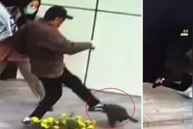 女子遛狗不拴绳，大爷一脚将狗踹飞！网友炸锅图片