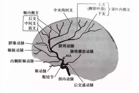 一文掌握大脑前动脉分段图解图片