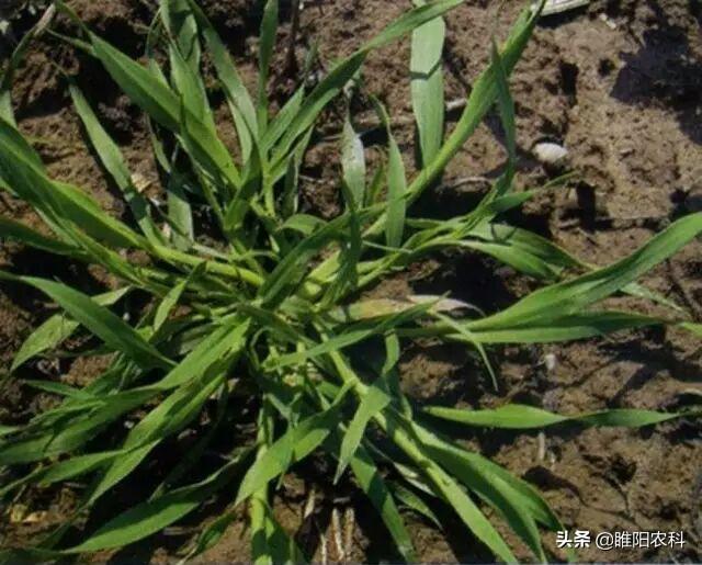 这个才是最好的除草剂，2℃就能用，禾阔双除，除草干净又彻底