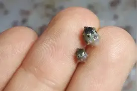 生3亿，长6千万倍，翻车鱼既能生又能长，机会为何越来越渺茫？图片