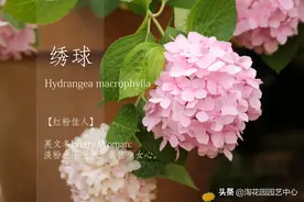 绣球—红粉佳人丨浪漫的淡粉色超大花球，清浅又柔和，最佳少女心图片