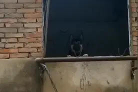 隔窗投喂一年多的德牧得救了！已被部队收编，成为一只军犬图片