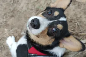 癞皮狗的自我修养，没有最赖只有更赖，这样的狗子你见过吗？图片