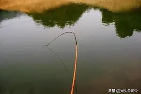 它既是药材，也可观赏，还可食用，但是钓友却很烦钓到它图片