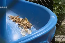老夫妻频繁往儿童滑梯上倾倒污物！原因是…物业、居委：要解决矛盾，很难图片