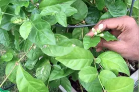 找个闲日子扦插茉莉花，一根枝条变成一大盆，明年收获满满的花图片