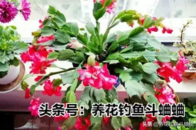 养蟹爪兰有“三不放”，远离这些位置，否则容易枯黄不开花图片