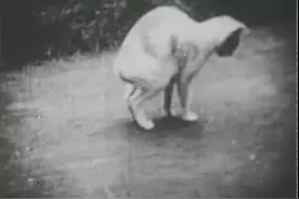 1952年，5万多只猫集体跳海自杀，背后隐藏着什么？图片