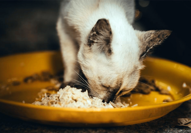 鐖辩尗琛ュ厖鐗涚：閰搁€斿緞澶氭牱锛屼絾閾插睅瀹橀渶鐭ワ細楦¤泲鍠傞鍐嶅涔熸棤鏁? onerror=