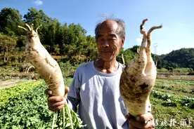 立冬萝卜赛人参图片