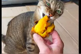 主人递给猫咪红薯吃，它吃了一口后连伸舌头呕吐，这是有多难吃呀图片