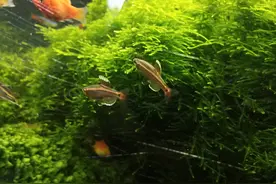 想养鱼又没时间管？资深鱼友推荐养白云金丝鱼，不用管也能养好图片