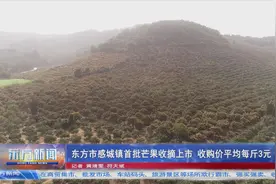 东方市感城镇首批芒果收摘上市 收购价平均每斤3元图片