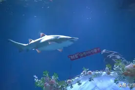 来武汉过七夕秀恩爱 鲨鱼见证水下拥吻图片