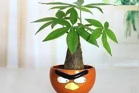 发财树烂根还能救活吗，如何救治？图片