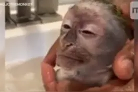 养只猴子作宠物？图片