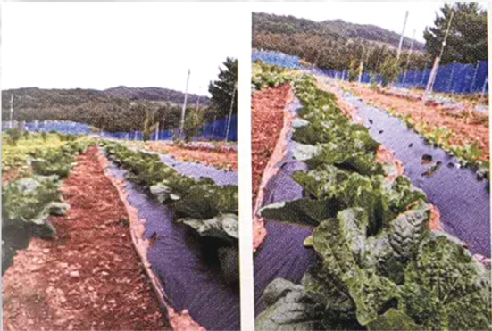 【江苏绿港】最新植物营养剂艾弗农-ISKAL纳米氨基酸