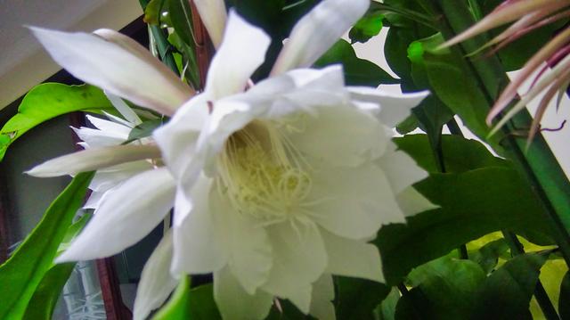 昙花欣赏、美食及功效