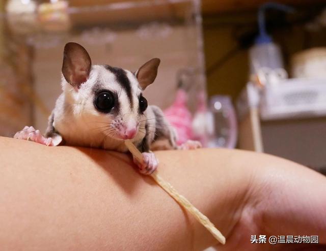 辟谣：蜜袋鼯可以散养？非但不能，还需要提前准备好这些饲养用具