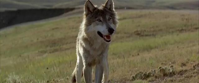 鸡皮疙瘩no.4在线观看