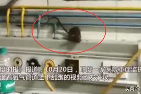 医院ICU老鼠满地跑，还咬氧气管！院方告知患者：适应一下 一天抓了100多只图片