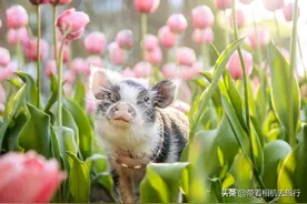当小猪看到郁金香，那画面太“治愈”图片