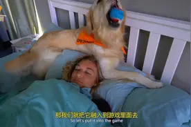如何训练狗狗捡东西？训犬师：并不是打骂就可以的图片