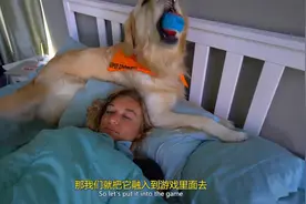 如何训练狗狗捡东西？训犬师：并不是打骂就可以的图片
