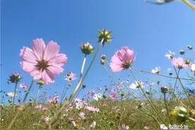 深秋的午后，终于遇见心心念念的格桑花图片