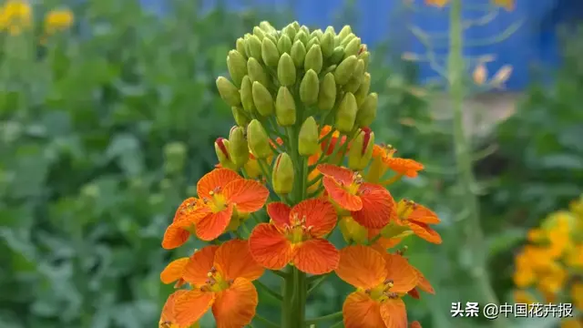 北国杏花初绽，江南已是油菜花漫山，“可甜可盐”的彩色油菜花，爱了！