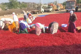 印度辣椒干进口清关流程，印度辣椒进口需要了解的行业知识图片