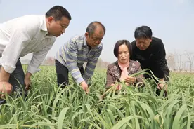 大蒜抽苔后，围绕一个中心两个基本点，养出一个个银娃娃图片