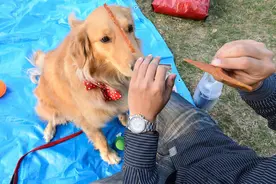 养狗，这样喂食，简直“害苦”了狗狗图片