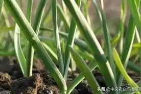 【农技】学会这种大蒜种植方法，掌握好时节种植大蒜，高产稳产有保证图片